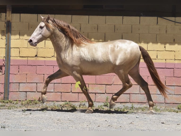 PRE Ogier 6 lat 162 cm Perłowa in Provinz Granada