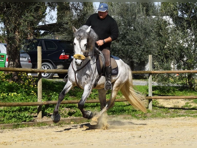 PRE Ogier 6 lat 162 cm Siwa in Provinz Malaga
