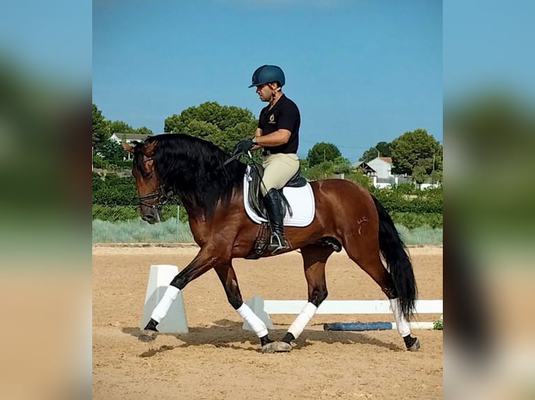 PRE Mix Ogier 6 lat 163 cm Ciemnogniada in Schwarme