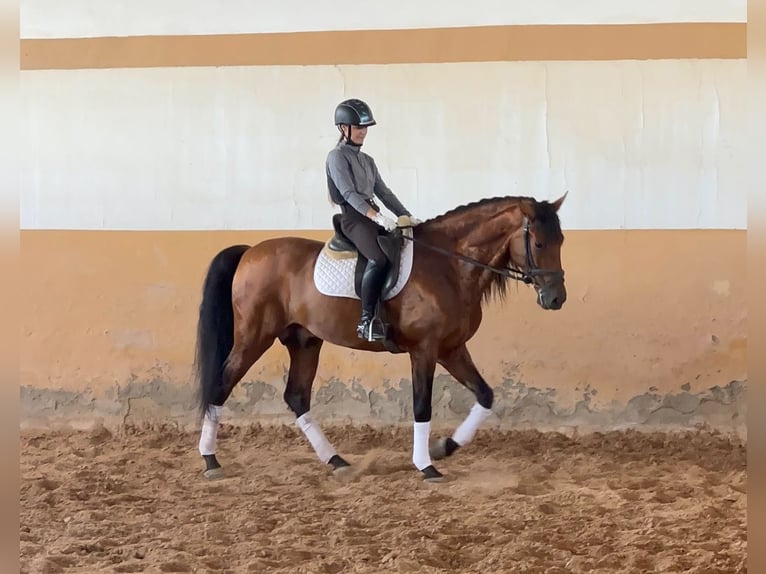 PRE Mix Ogier 6 lat 163 cm Ciemnogniada in Schwarme