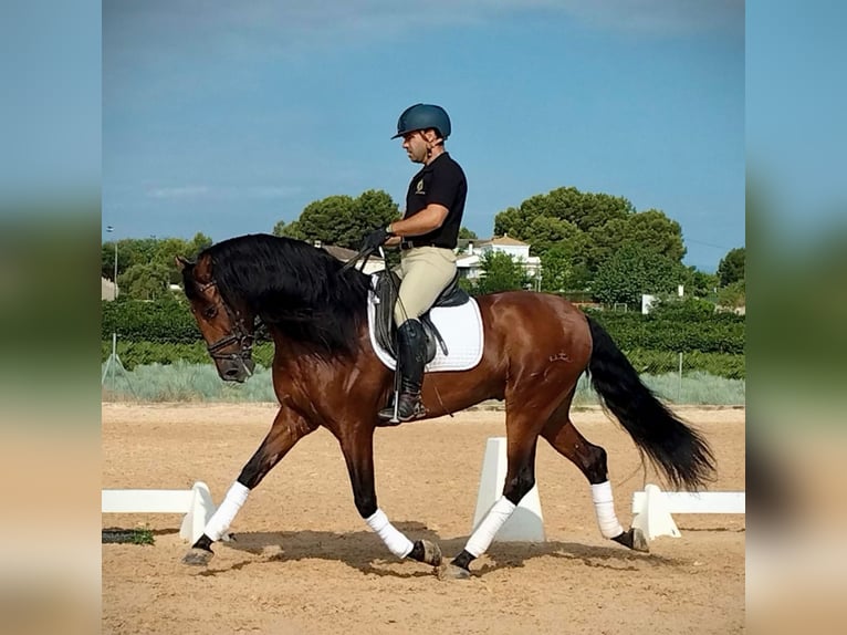 PRE Mix Ogier 6 lat 163 cm Ciemnogniada in Schwarme