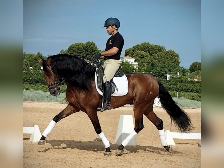 PRE Mix Ogier 6 lat 163 cm Ciemnogniada in Schwarme