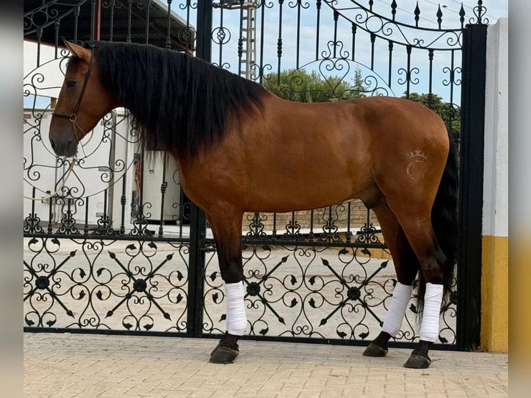 PRE Mix Ogier 6 lat 163 cm Ciemnogniada in Schwarme