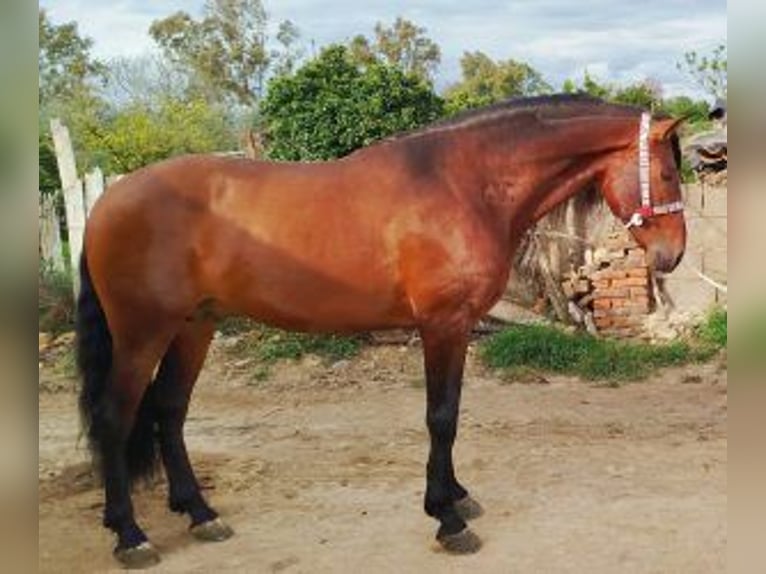 PRE Mix Ogier 6 lat 163 cm Gniada in Caceres