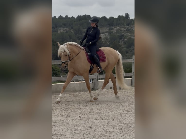 PRE Mix Ogier 6 lat 163 cm Izabelowata in Els Poblets