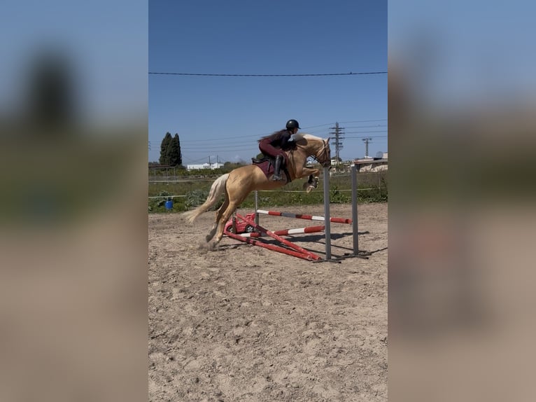 PRE Mix Ogier 6 lat 163 cm Izabelowata in Els Poblets