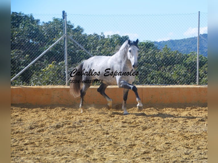 PRE Mix Ogier 6 lat 164 cm Siwa in Vejer de la Frontera