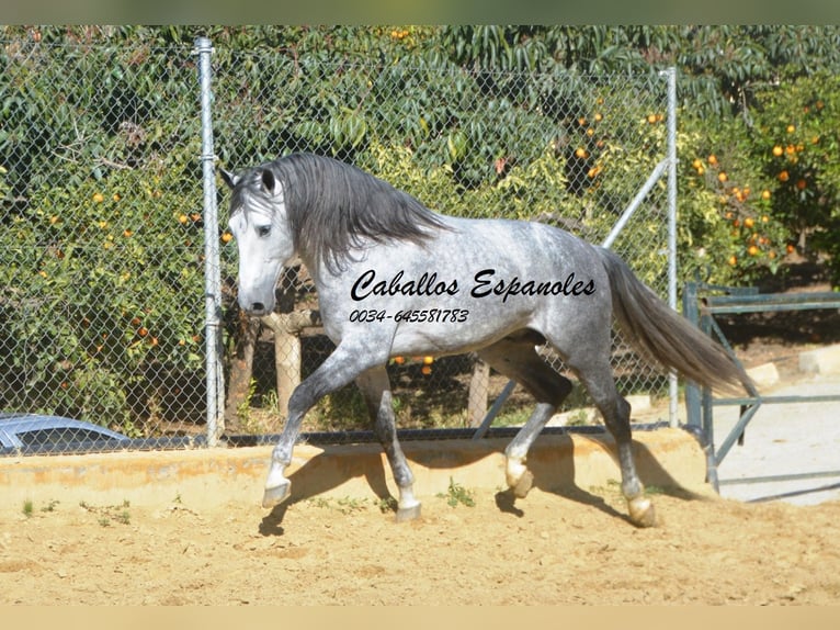 PRE Mix Ogier 6 lat 164 cm Siwa in Vejer de la Frontera