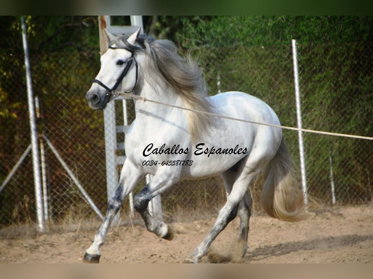 PRE Ogier 6 lat 164 cm Siwa in Vejer de la Frontera