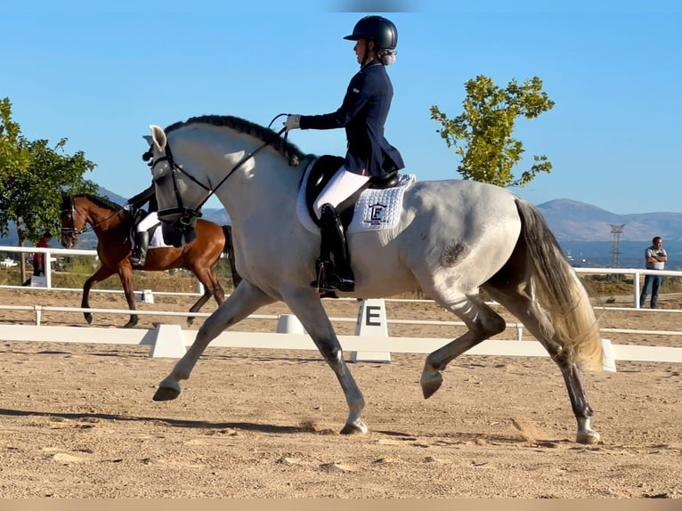 PRE Ogier 6 lat 165 cm Siwa in Pozoblanco