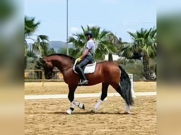 PRE Ogier 6 lat 166 cm Gniada in Sevilla