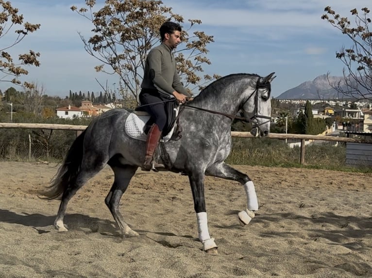 PRE Mix Ogier 6 lat 166 cm Siwa in Coín, Malaga