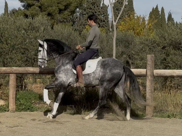 PRE Mix Ogier 6 lat 166 cm Siwa in Coín, Malaga