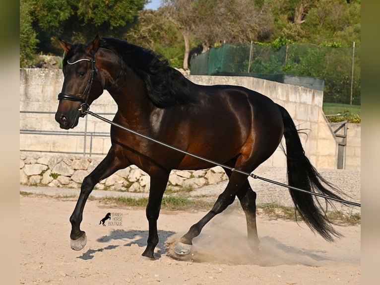 PRE Mix Ogier 6 lat 167 cm Ciemnogniada in Waiblingen