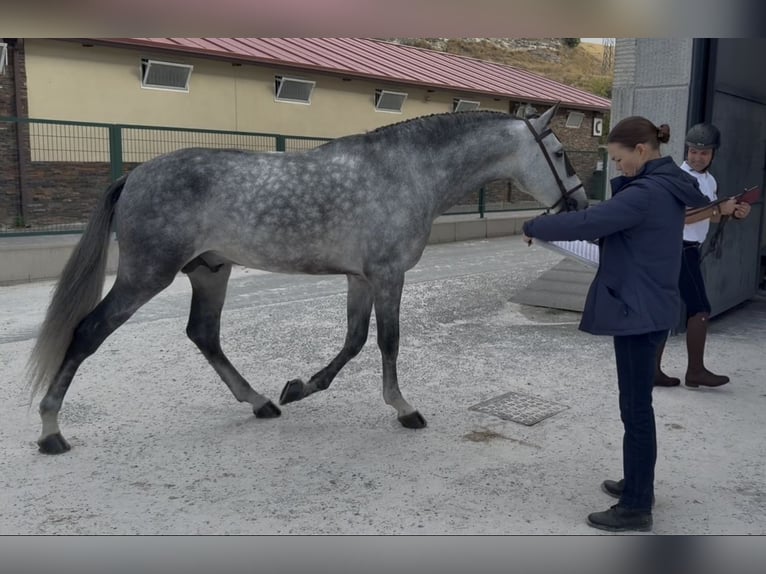PRE Ogier 6 lat 167 cm Siwa in Ciudad Rodrigo