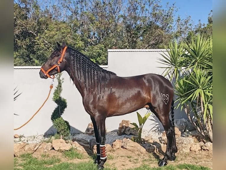 PRE Mix Ogier 6 lat 168 cm Ciemnogniada in Barrio Del Cristo