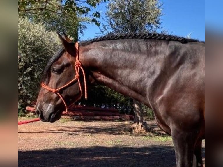 PRE Mix Ogier 6 lat 168 cm Gniada in MADRID