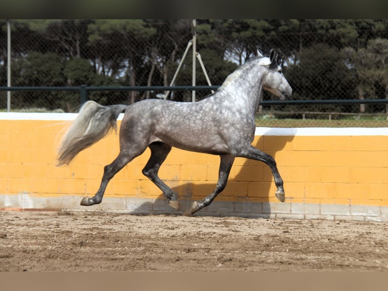 PRE Mix Ogier 6 lat 168 cm Siwa jabłkowita in Hamburg
