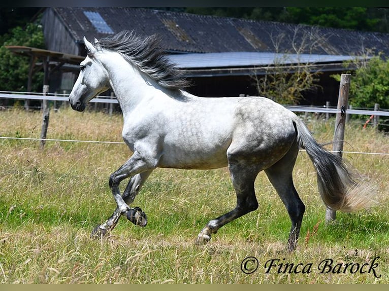 PRE Ogier 6 lat 168 cm Siwa in Wiebelsheim
