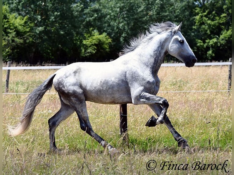 PRE Ogier 6 lat 168 cm Siwa in Wiebelsheim