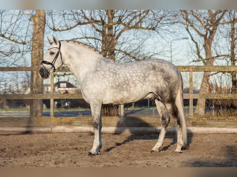 PRE Ogier 6 lat 168 cm Siwa in Poeldijk