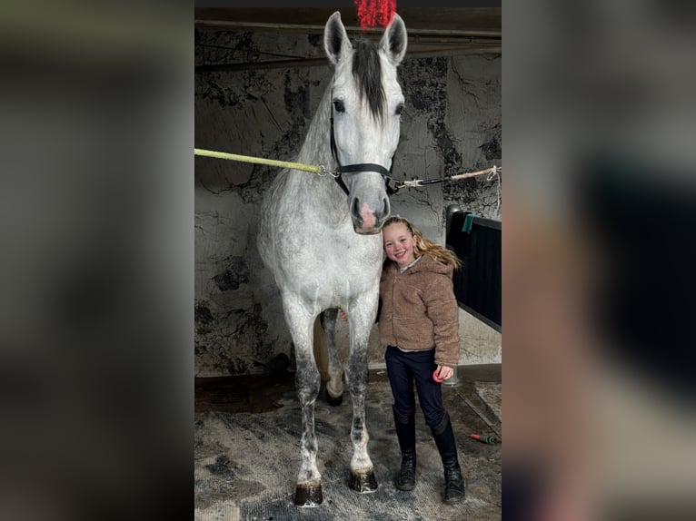 PRE Ogier 6 lat 168 cm Siwa in Poeldijk
