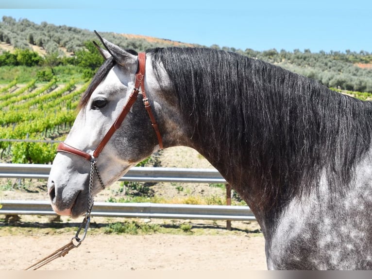 PRE Mix Ogier 6 lat 169 cm Siwa in Provinz Cordoba