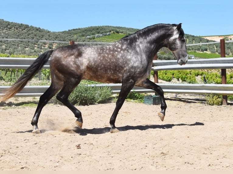PRE Mix Ogier 6 lat 169 cm Siwa in Provinz Cordoba