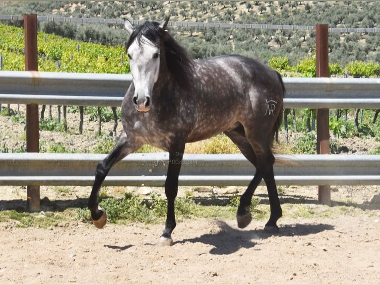 PRE Mix Ogier 6 lat 169 cm Siwa in Provinz Cordoba