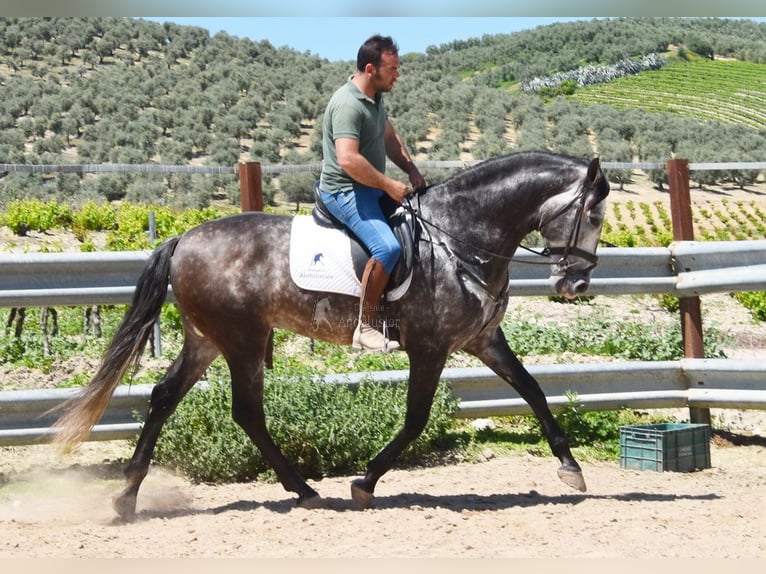 PRE Mix Ogier 6 lat 169 cm Siwa in Provinz Cordoba