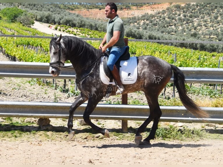 PRE Mix Ogier 6 lat 169 cm Siwa in Provinz Cordoba