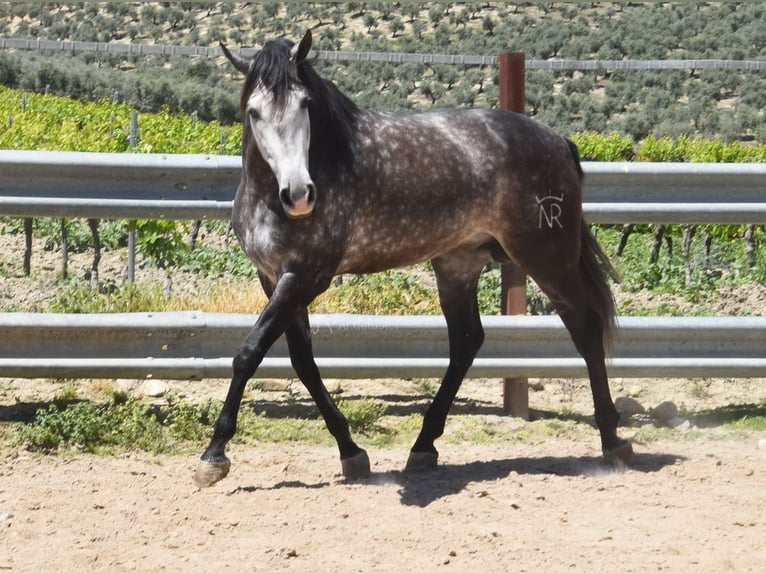 PRE Mix Ogier 6 lat 169 cm Siwa in Provinz Cordoba