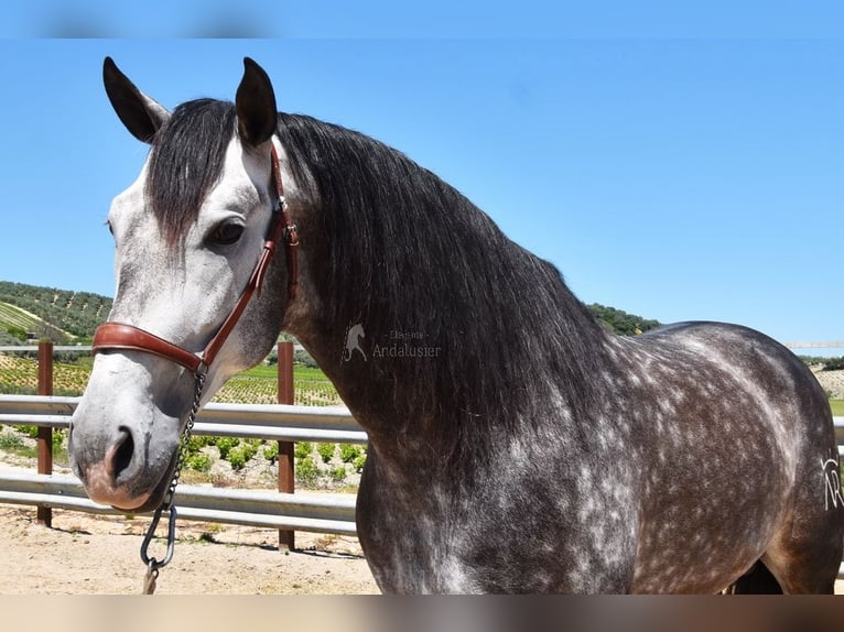 PRE Mix Ogier 6 lat 169 cm Siwa in Provinz Cordoba