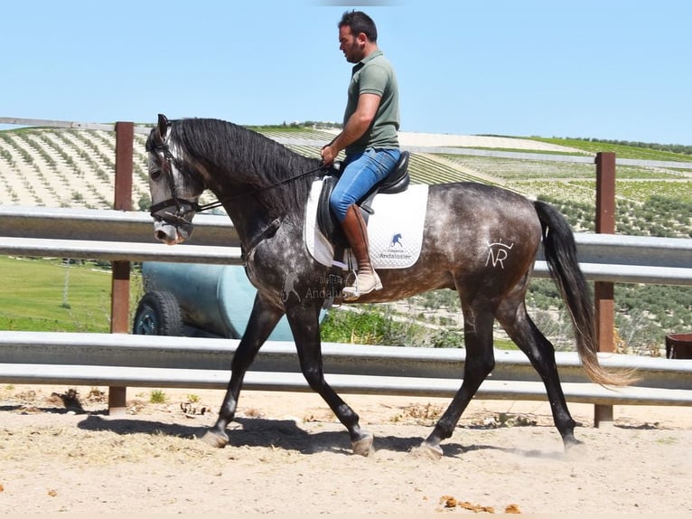 PRE Mix Ogier 6 lat 169 cm Siwa in Provinz Cordoba