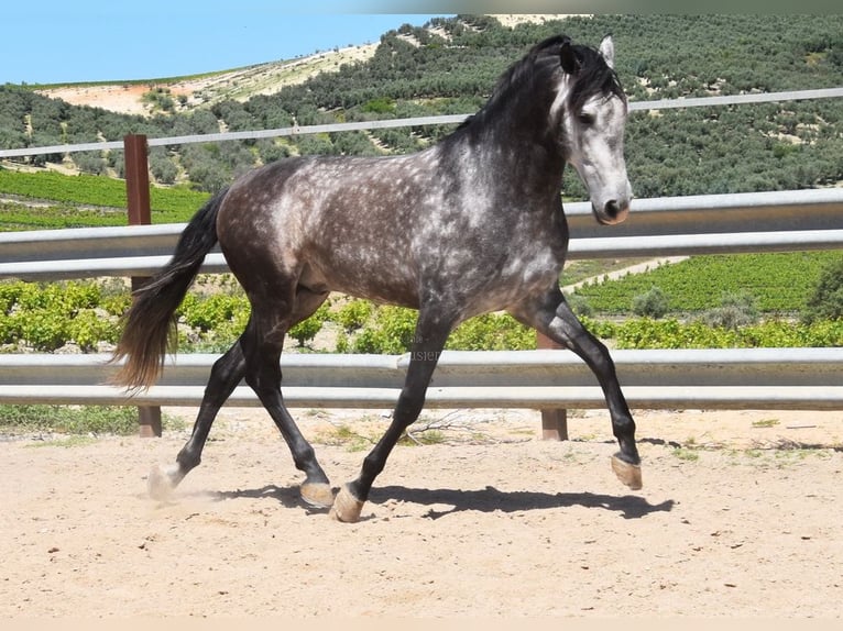 PRE Mix Ogier 6 lat 169 cm Siwa in Provinz Cordoba
