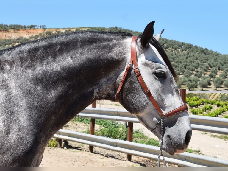 PRE Mix Ogier 6 lat 169 cm Siwa in Provinz Cordoba