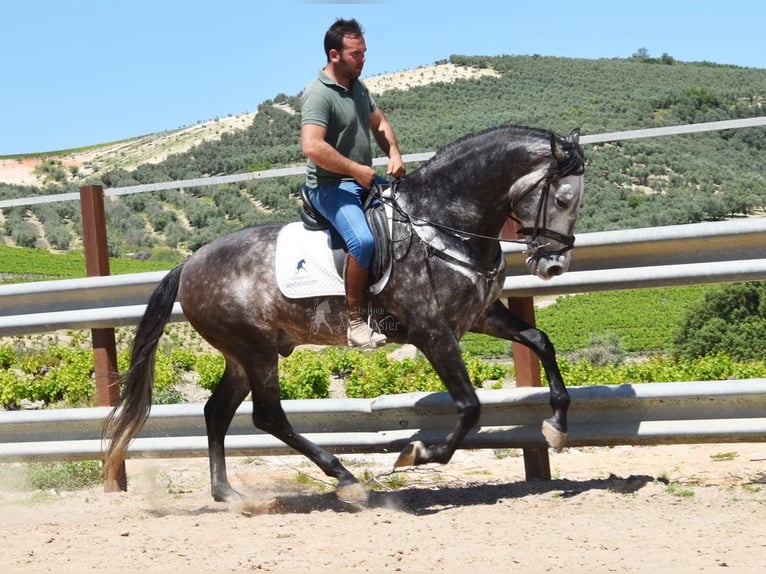 PRE Mix Ogier 6 lat 169 cm Siwa in Provinz Cordoba
