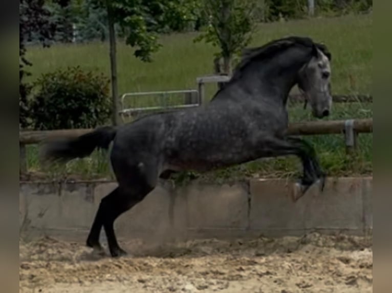 PRE Mix Ogier 6 lat 170 cm Biała in Morcone