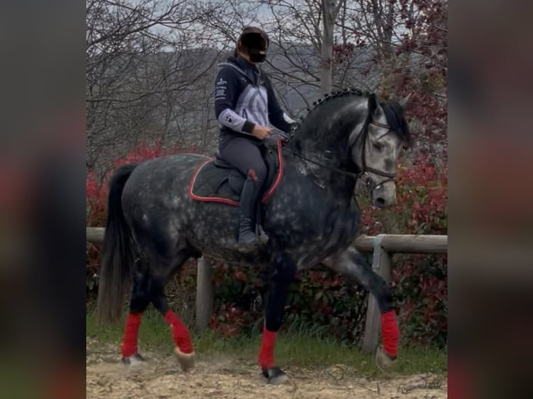 PRE Mix Ogier 6 lat 170 cm Biała in Morcone