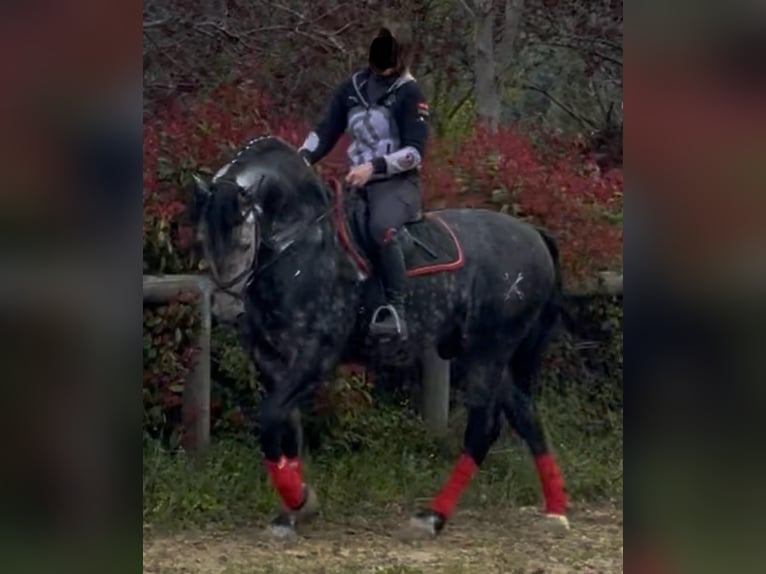 PRE Mix Ogier 6 lat 170 cm Biała in Morcone