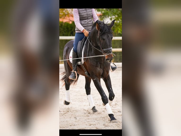 PRE Mix Ogier 6 lat 170 cm Ciemnogniada in Rafelguaraf