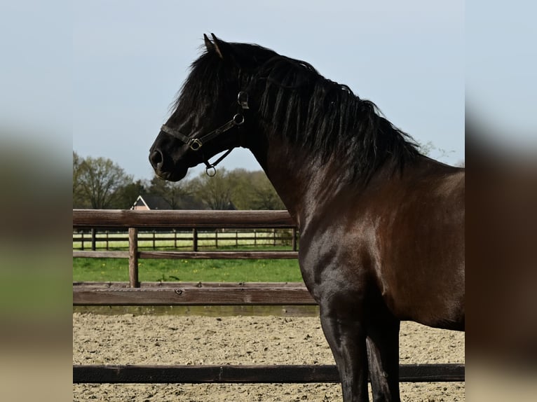 PRE Ogier 6 lat 173 cm Kara in sint michielsgestel