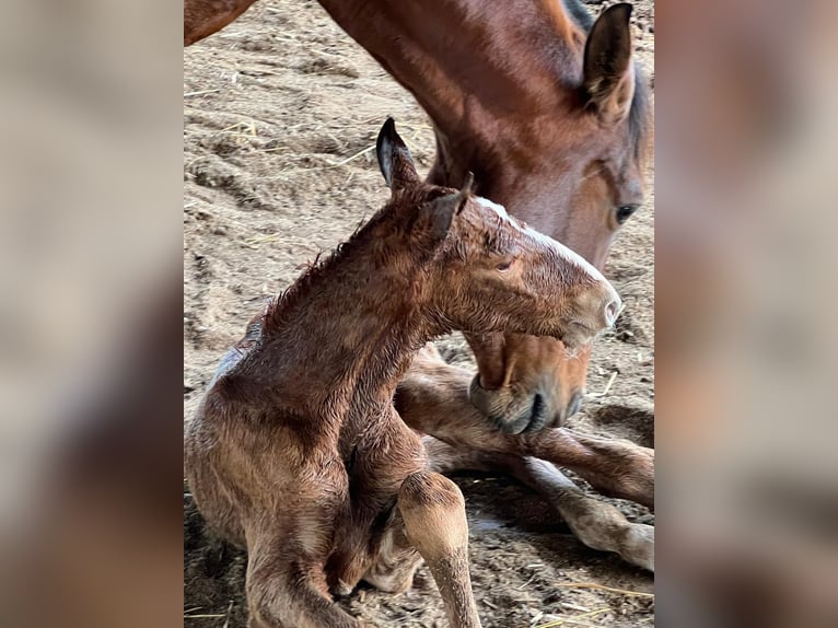 PRE Ogier 6 lat 174 cm Siwa in Fuentes De Andalucia