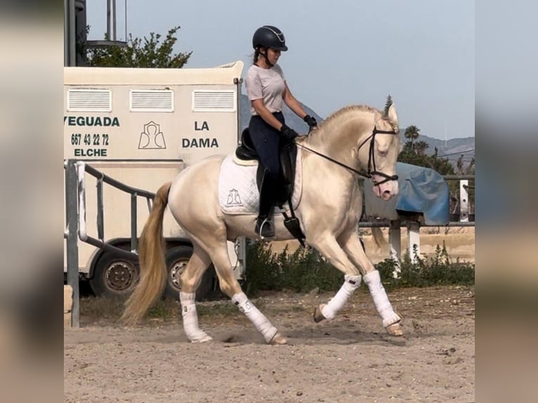 PRE Mix Ogier 7 lat 160 cm Cremello in Martfeld