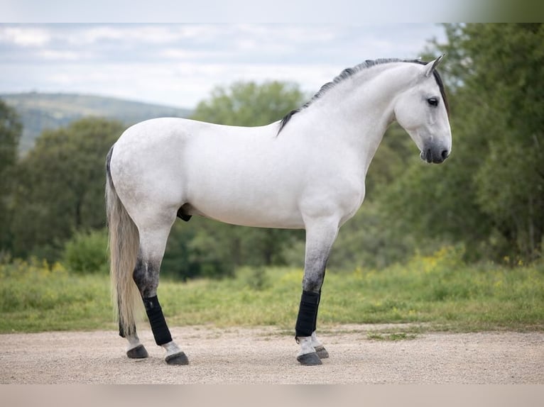 PRE Mix Ogier 7 lat 160 cm Siwa in Navas Del Madroño