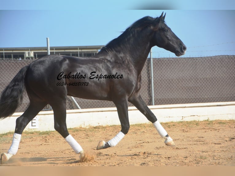 PRE Mix Ogier 7 lat 161 cm Kara in Vejer de la Frontera