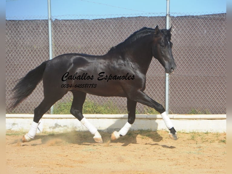 PRE Mix Ogier 7 lat 161 cm Kara in Vejer de la Frontera