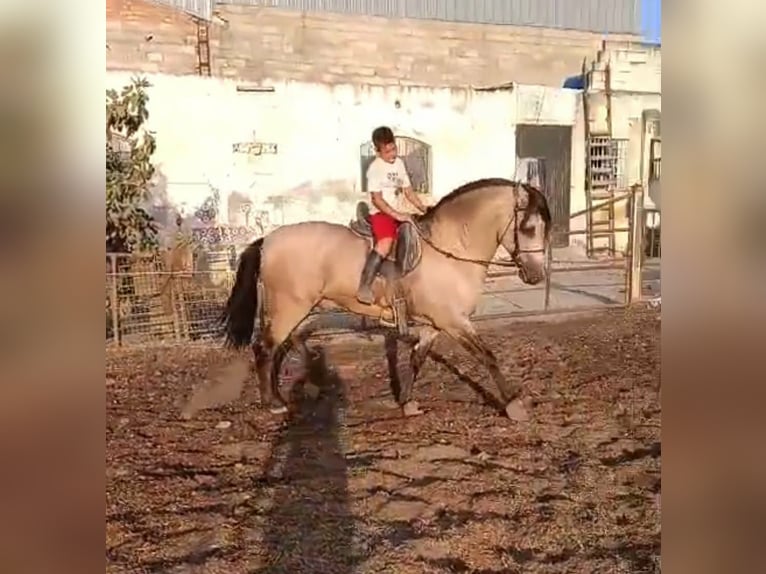 PRE Mix Ogier 7 lat 163 cm Bułana in Valdepeñas