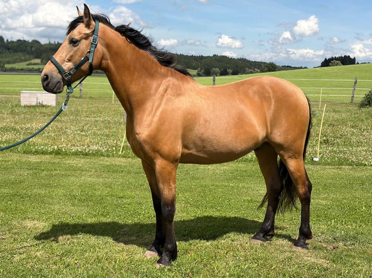 PRE Mix Ogier 7 lat 164 cm Bułana in Aitrang