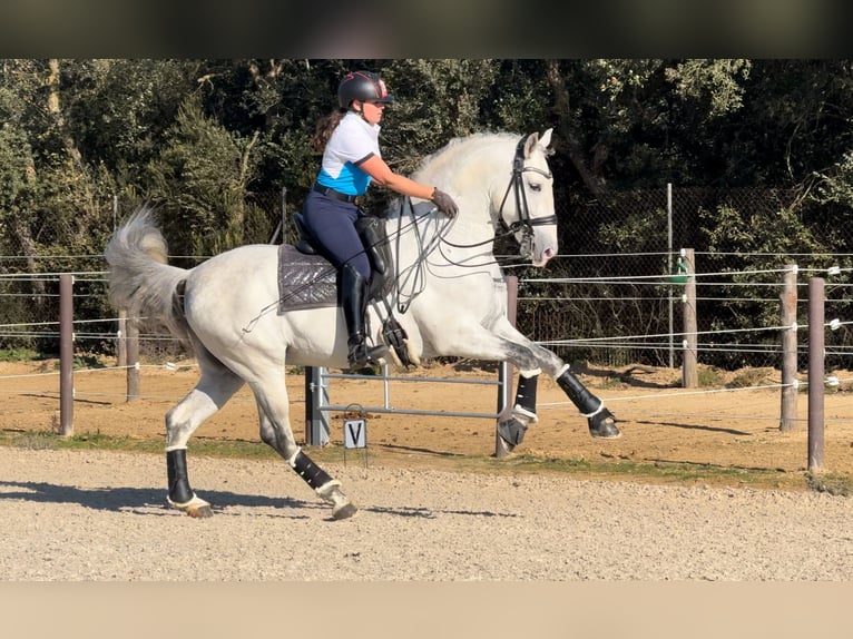 PRE Ogier 7 lat 164 cm Siwa in Barcelona